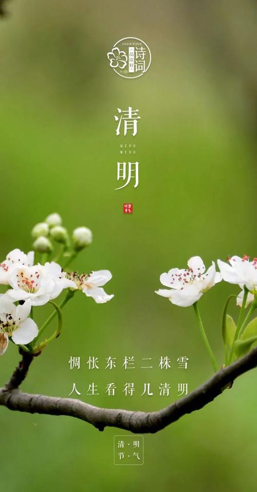 梨花落后二清明是什么生肖，梨花落后二清明是什么生肖数字