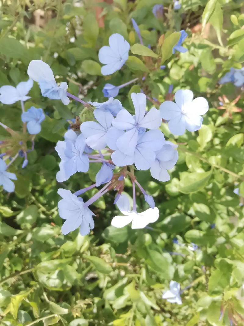 星空影院在线观看免费观看电视花花世界，花花世界电视剧